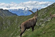 86 Facciamo  le corna al Disgrazia ! 